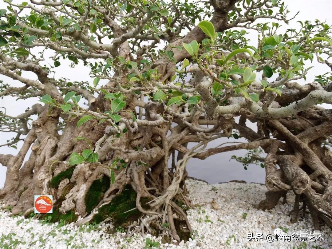 榕樹盆景圖片,榕樹盆景圖片大全欣賞
