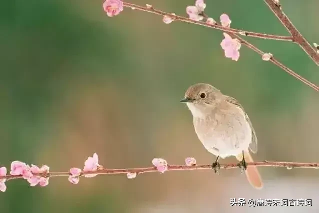 宋词，你知道多少？