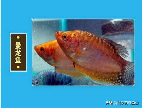 什么观赏鱼好看又好养？盘点好养的鱼排行