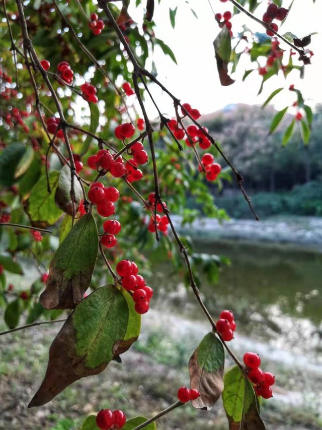 古风‖《柳永诗词集》十首〔第二十五辑〕