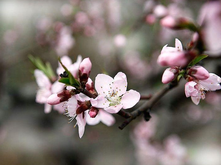 「诗词鉴赏」三月桃花开，十首桃花的诗词，惊艳了整个春天