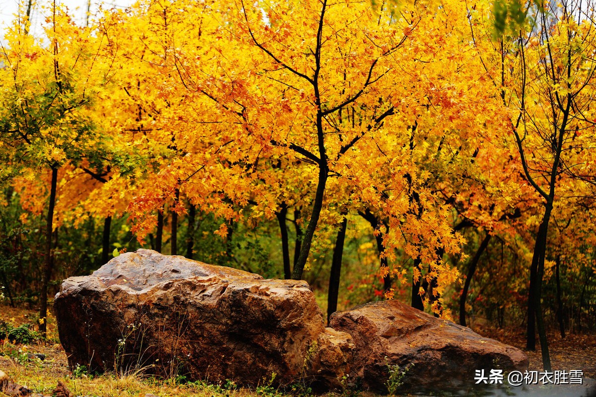 晚秋唐诗美句，雨中黄叶树，灯下白头人，诗句苍凉，情谊温厚