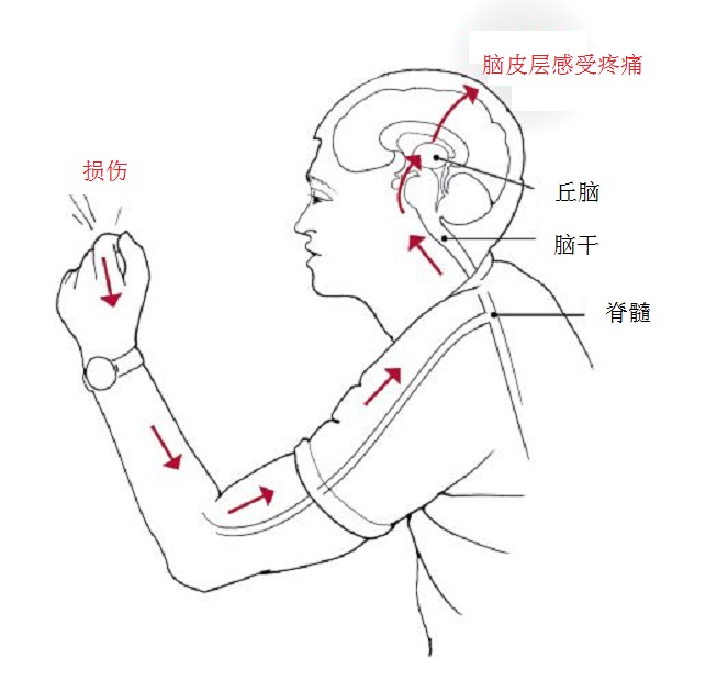 新生儿脐带被剪，痛吗？母亲呢？