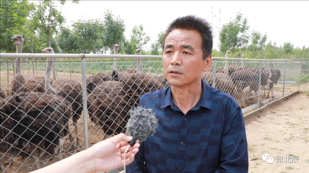 附近鸵鸟养殖基地（附近鸵鸟养殖基地(di)地址）-悠嘻资讯网