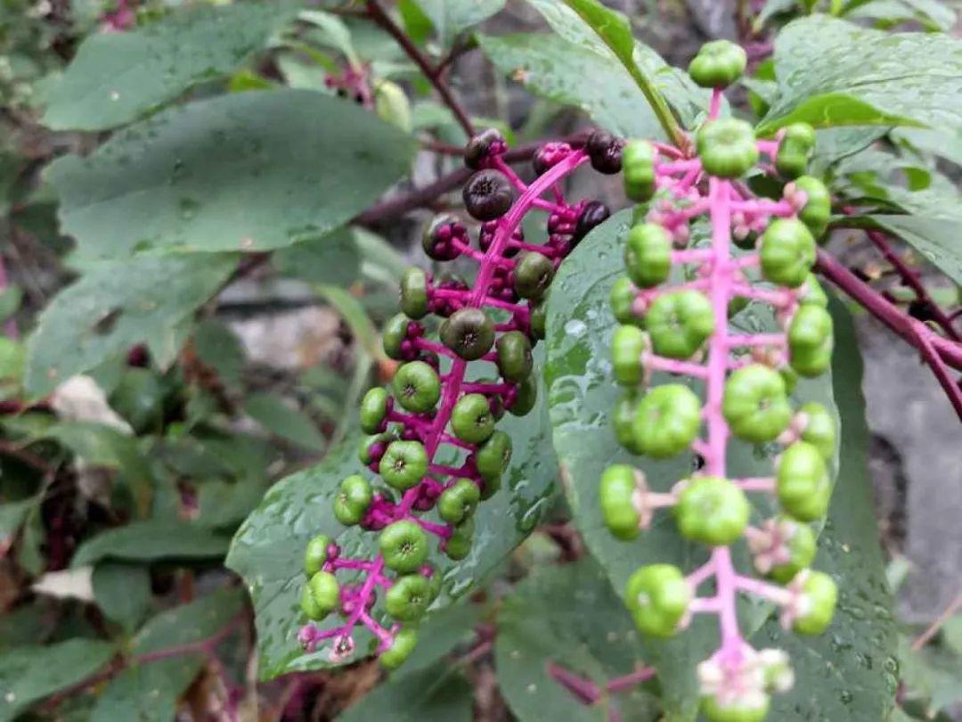 20种有毒花,看见绕道走,千万别去碰!