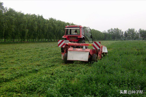 东北耐寒牧草，耐寒-40度，“牧草之王”紫花苜蓿，收割加工流程