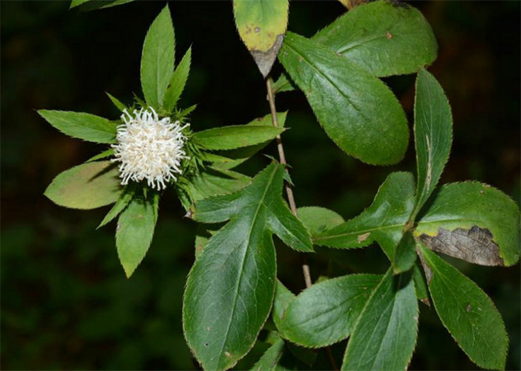 树林边1种开白花的野草，名字叫“苍术”，根茎有妙用，价值珍贵