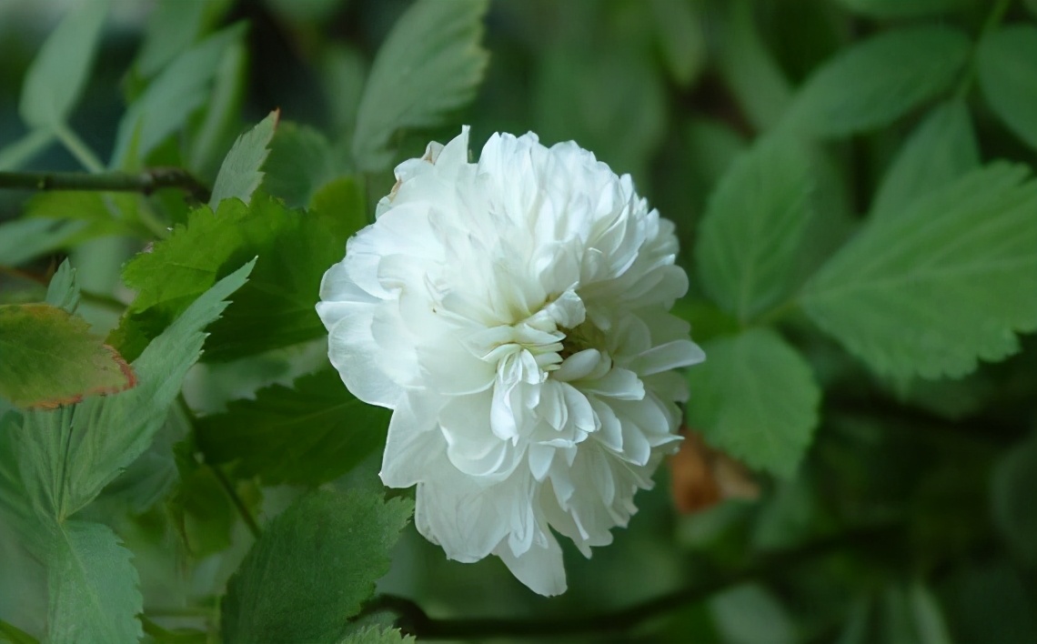 荼蘼花图片,