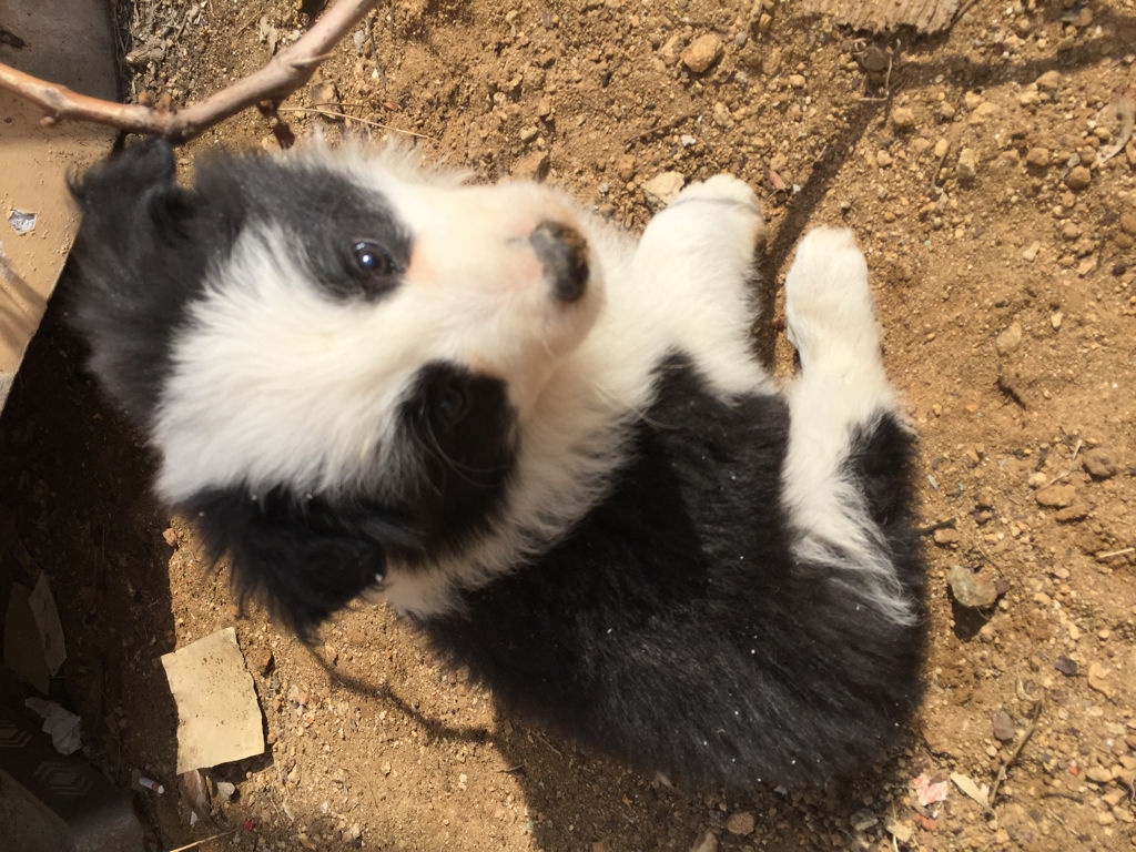 古代牧羊犬世界杯展(辟谣，牧羊犬并非都被禁养，但边牧饲养数量减少，离不开三点原因)