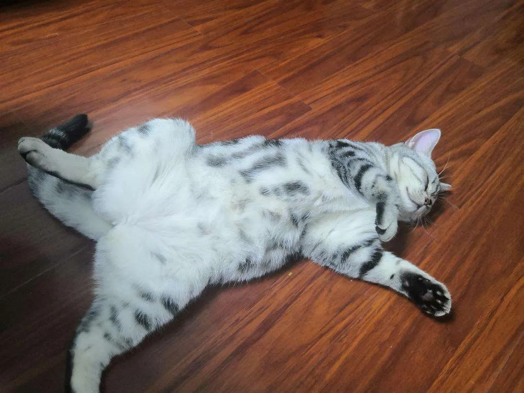 猫咪突然拉肚子了，该怎么办？