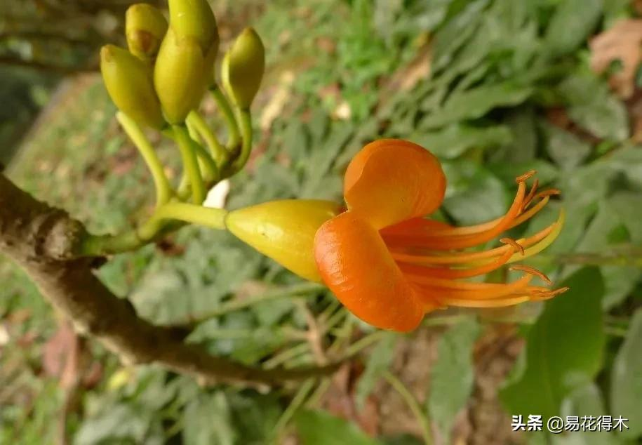 元宝树图片（详解绿元宝树的介绍与栽培方法）