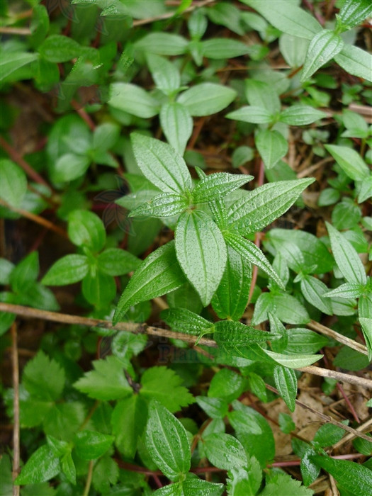生扯拢草药图片(糯米团) - 赤虎壹号