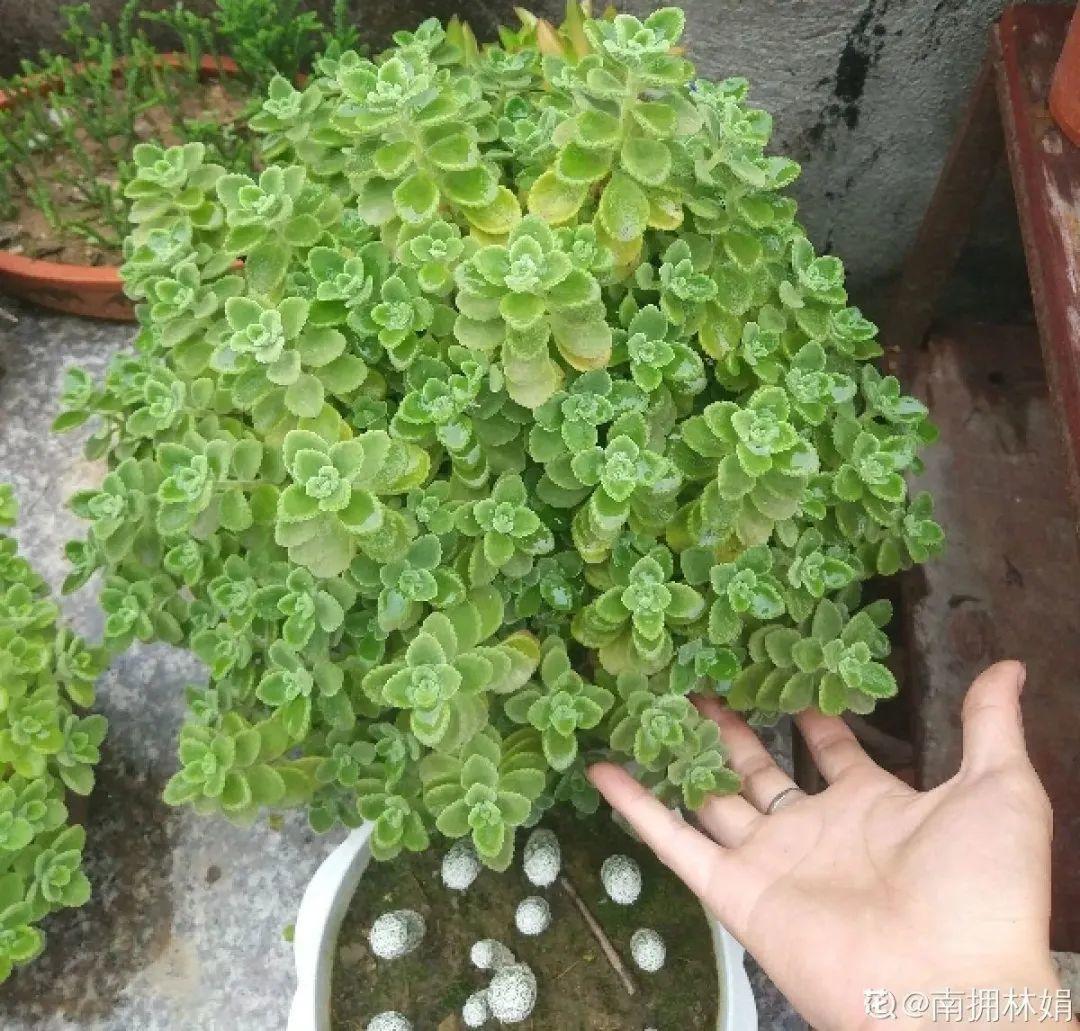 春天种什么花（春天最好养的20种花长得快）