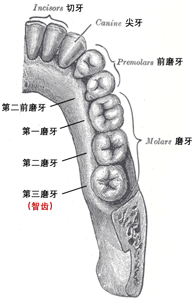 你为何20岁才长智齿？这可能是人类长寿的代价