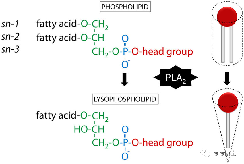 没有比这更详细的溶血磷脂的深度认识了