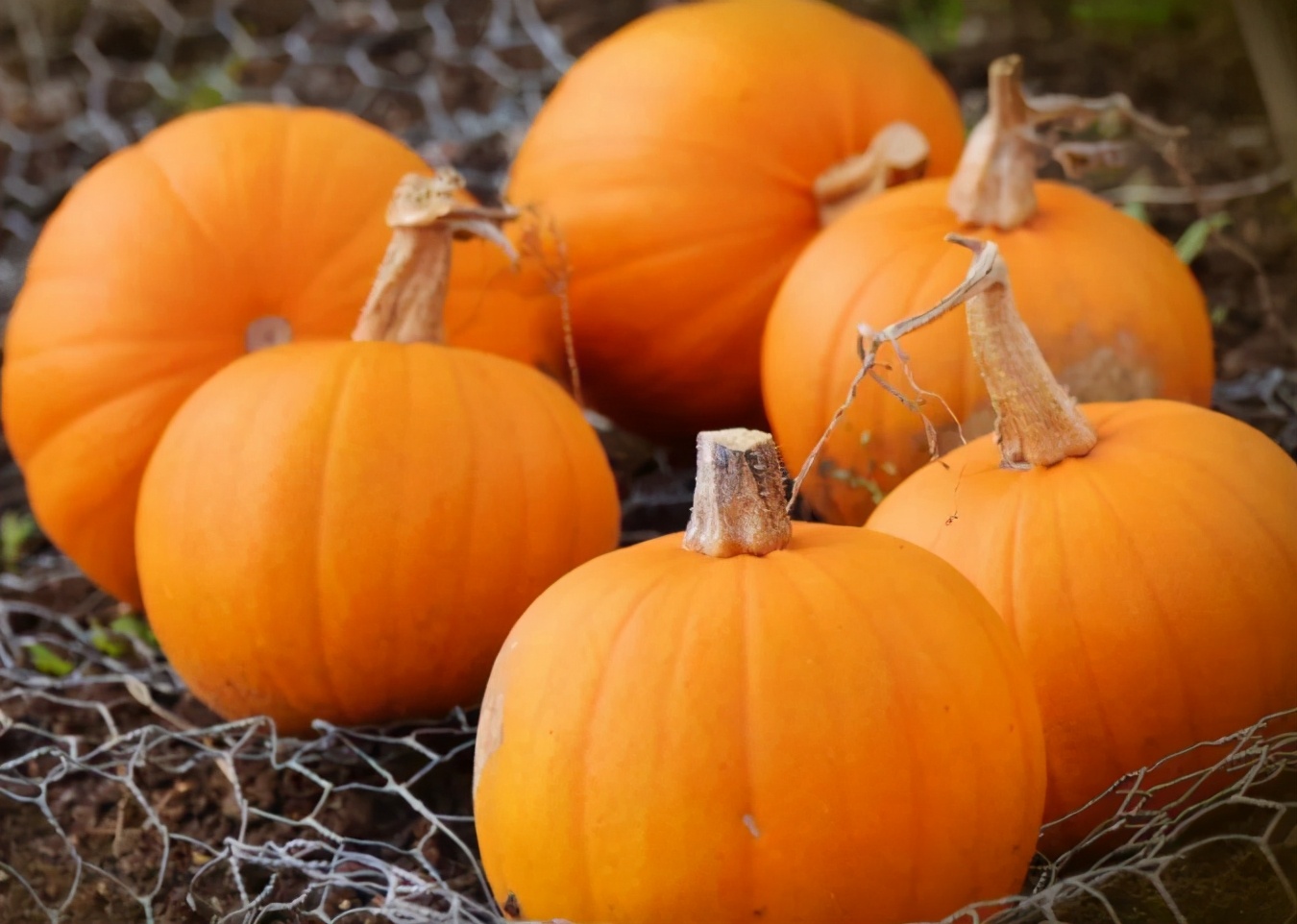 怎么挑选南瓜(怎么挑选南瓜贝贝) - 风集网