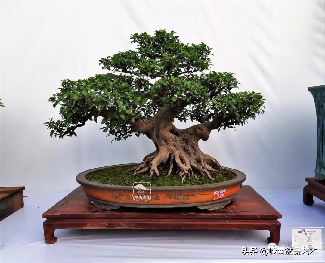 榕樹盆景圖片,榕樹盆景圖片大全欣賞
