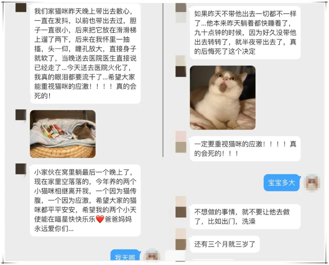 知识贴：猫咪应激反应有什么症状，该怎么应对和预防？