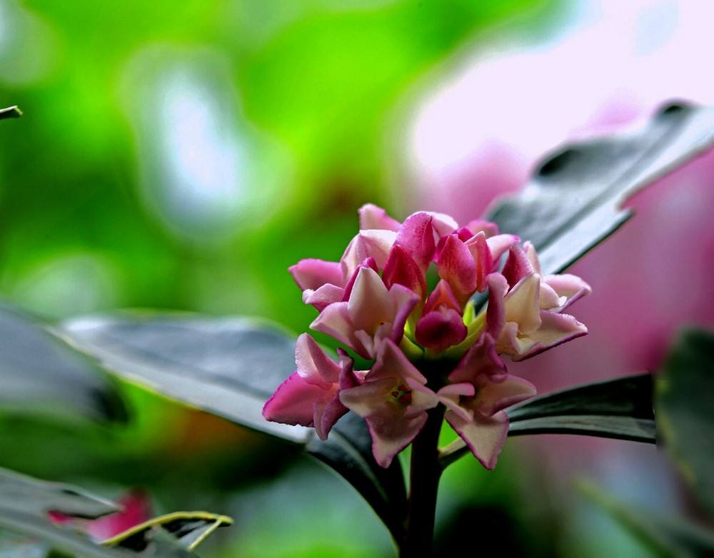 传统名花金边瑞香，花开时节，紫气东来，花期几个月，比香水味浓