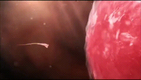 科学家拍到：人类卵子接受精子那一刻，真的会爆发出一阵巨大闪光