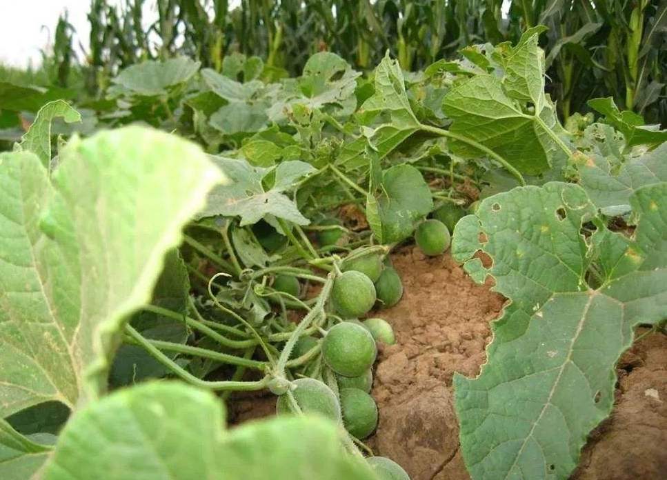 花姑娘水果的学名(那些过去叫不上名字来的野外植物)