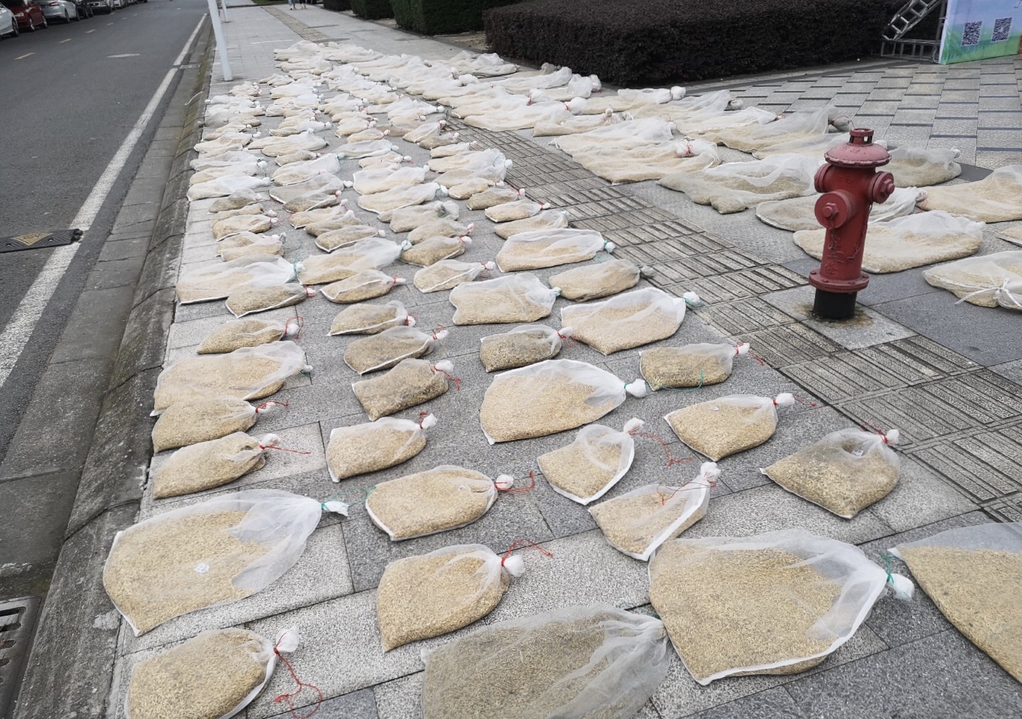 农业大学学生日常学习走红，图书馆前晒谷子，别人上课他们下田