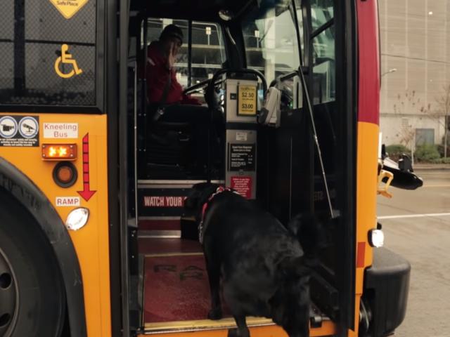 聪明狗狗会坐公交车，上车自己找位置，当地人都爱跟它坐一起