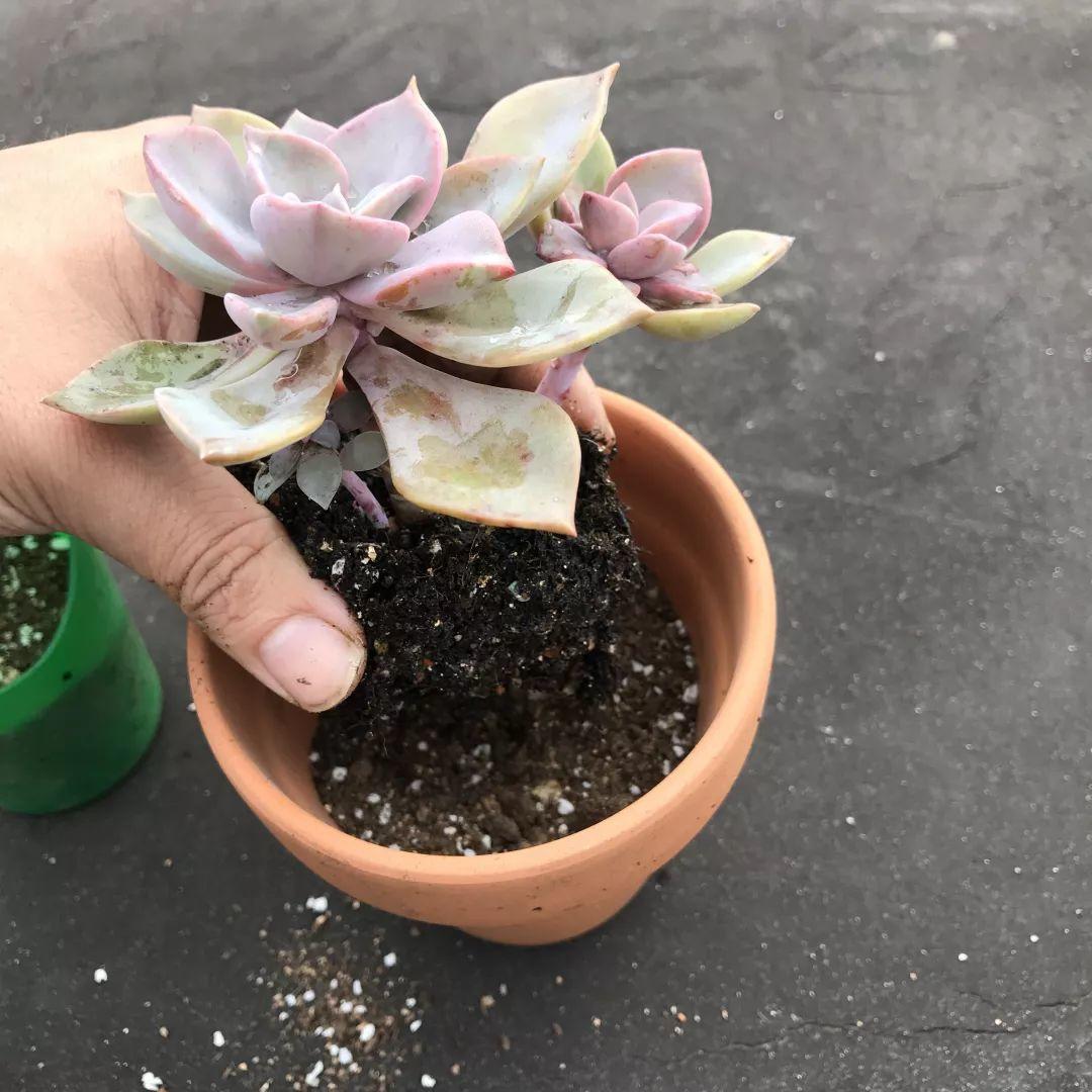 风雪雨月柳草花(换盆时机到了，有这花赶紧换，叶子疯长猛开花)