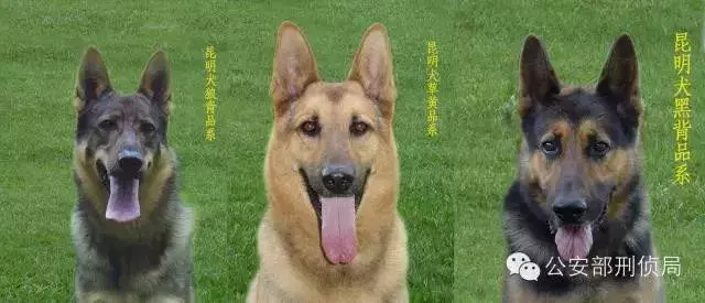 这是中国唯一的警犬品种!太帅了!