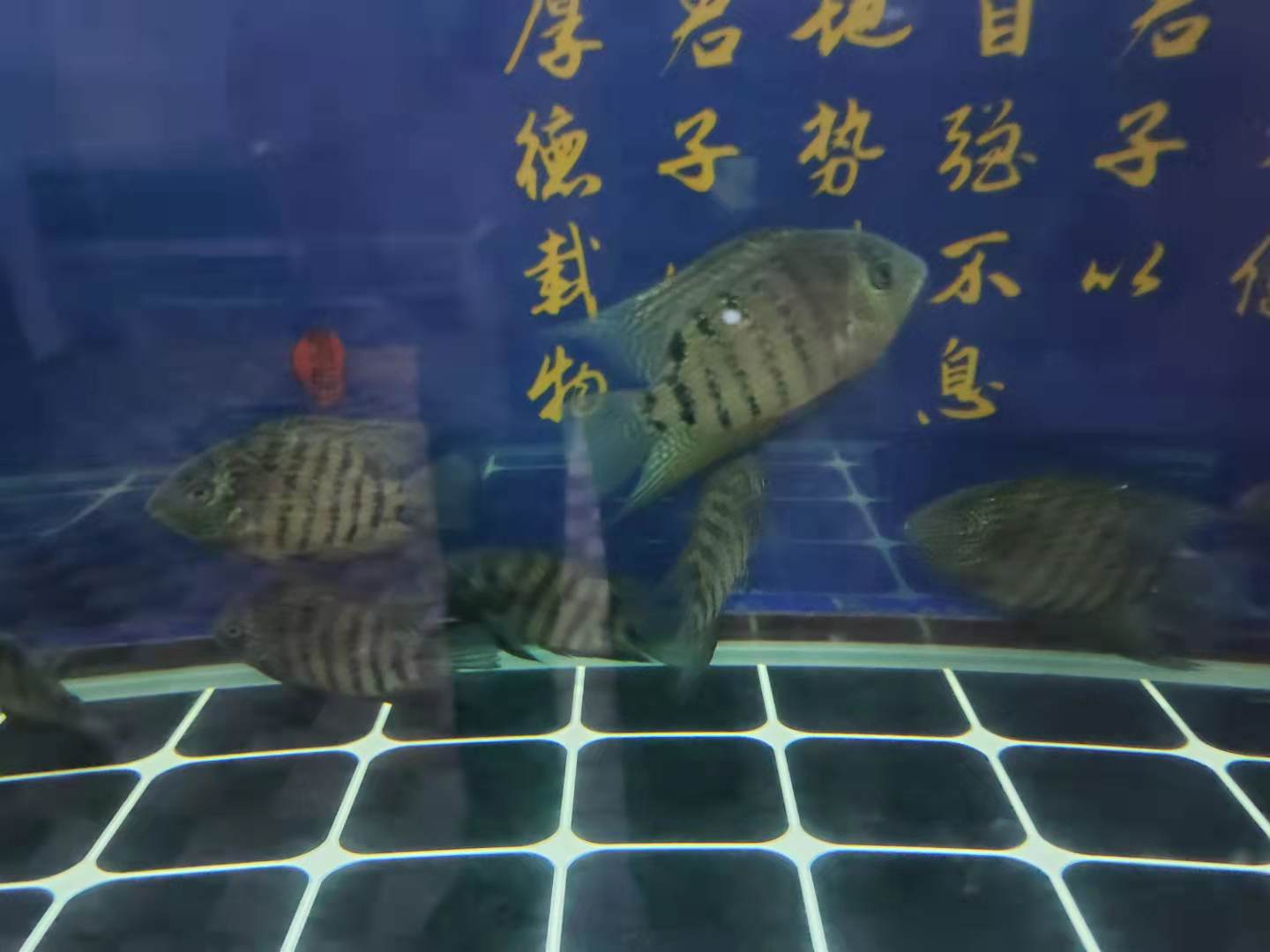 观赏鱼遭遇水温过低一周了，它们会有哪些表现，能不能死亡呢？