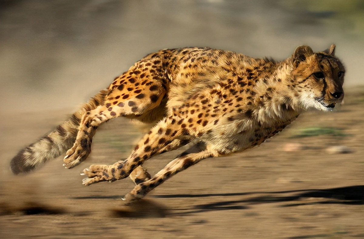猫科动物中的速度之王:为了速度,猎豹付出了很大的代价