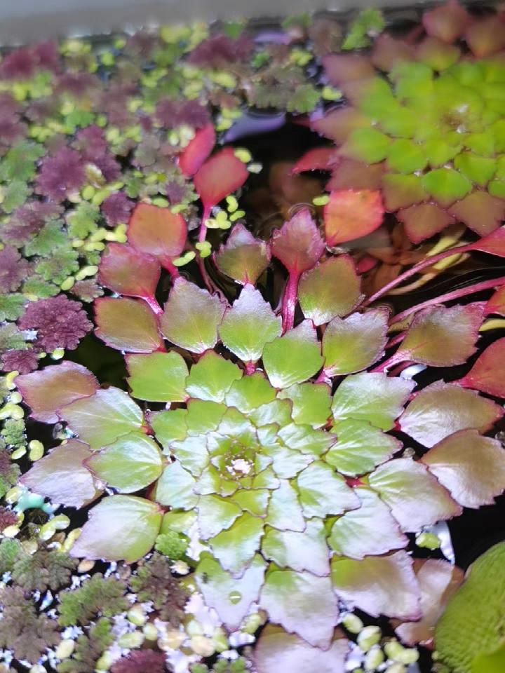 10种花太能喝水,一天一瓢水,7天爆满缸