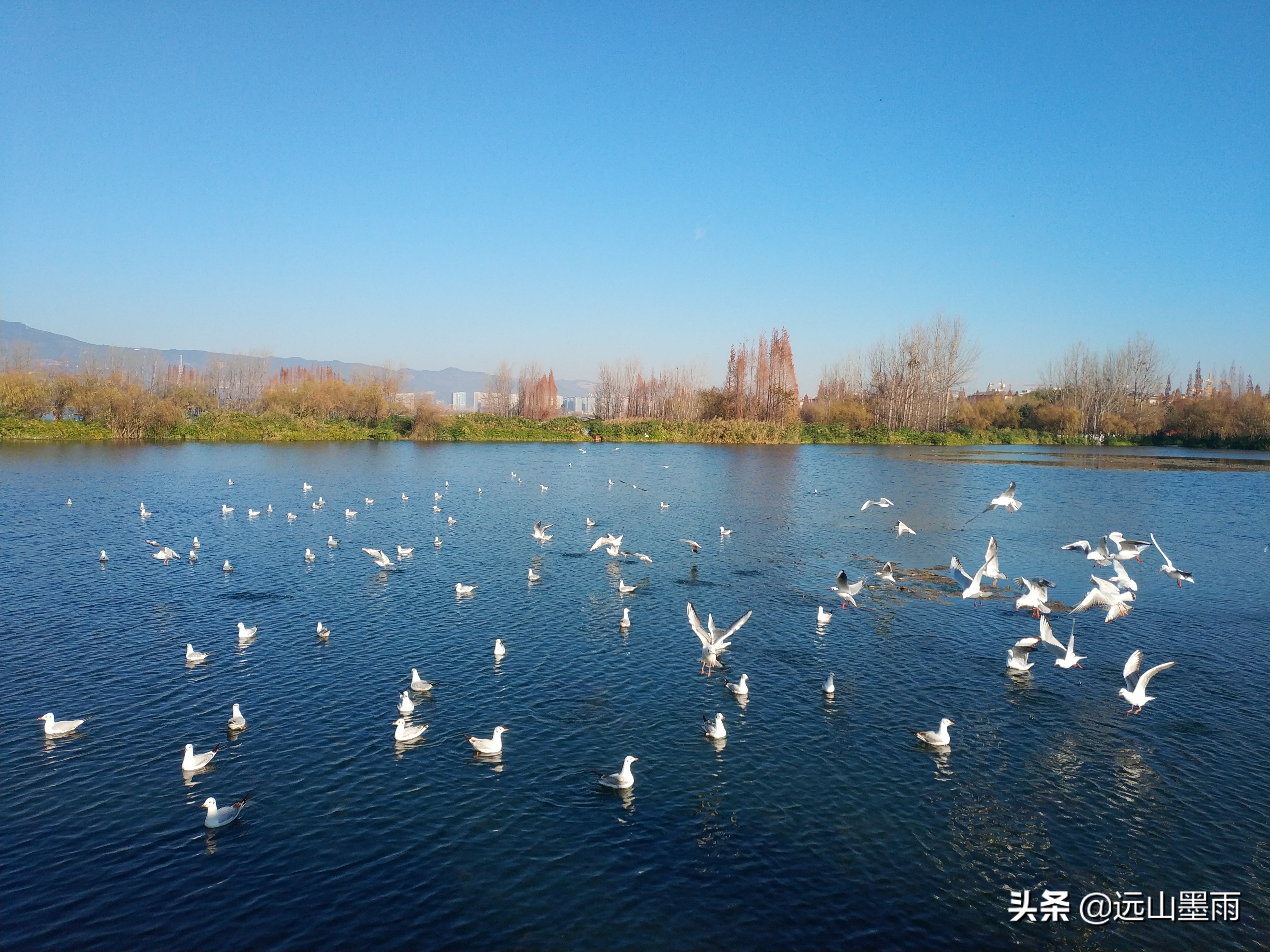 昆明海鸥在哪里看(冬季到昆明看海鸥，这是一道独特的风景，猜想是不会让你失望的)