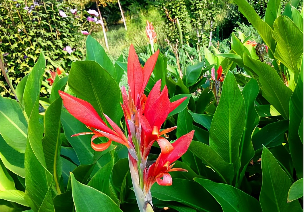 俗称"蕉芋",儿时摘花当果汁喝,根块能做味精,如今成观赏植物
