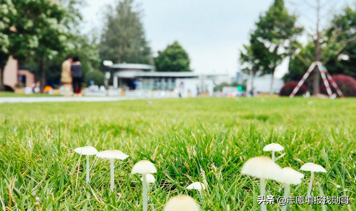 2019-2020年大学改名、升本，转设名单，最全收藏帖