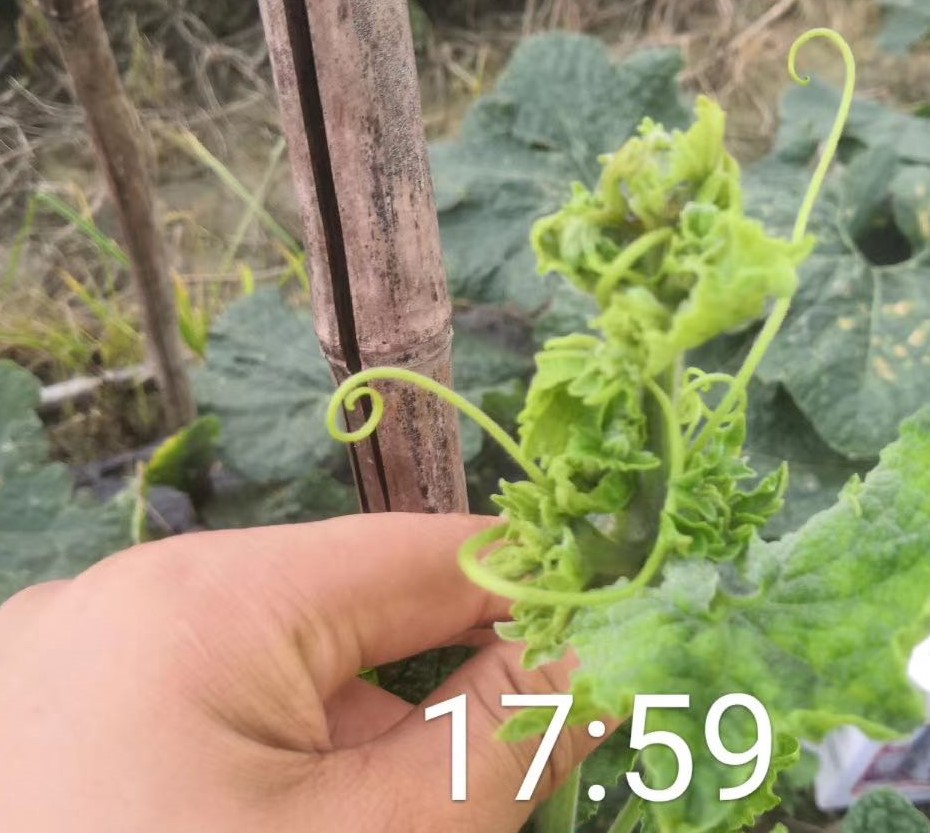 冬瓜发生"病毒病"不知咋办?别慌,防小虫活用药可有效防治