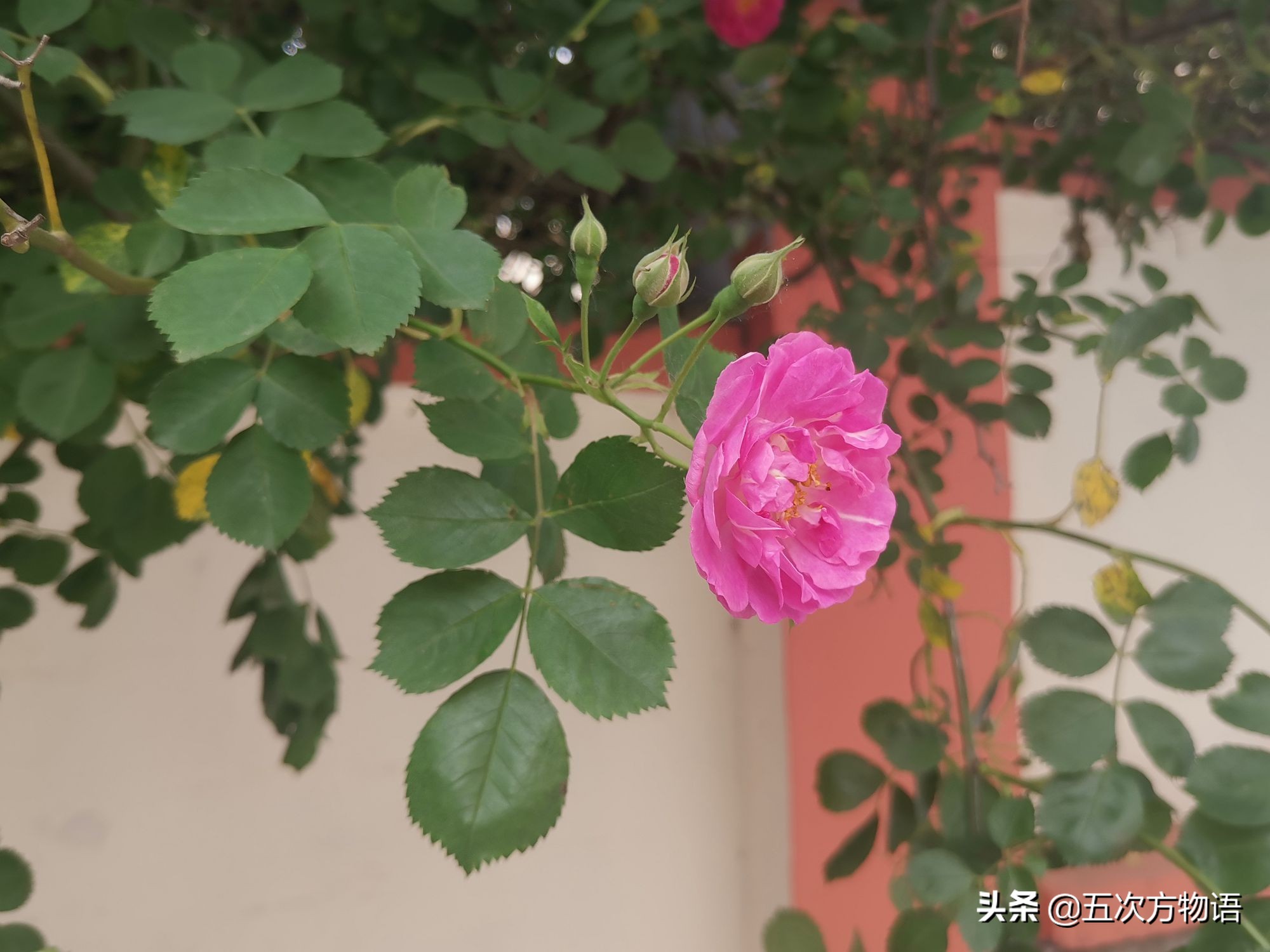 蔷薇花的特点（蔷薇花的特点的一段话）-大连信息网