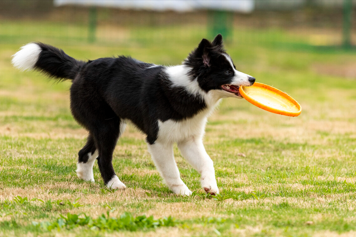 最聪明的边牧犬,你了解它们吗?