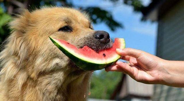 狗狗出现这些症状，说明它很热，赶紧给它降降温吧