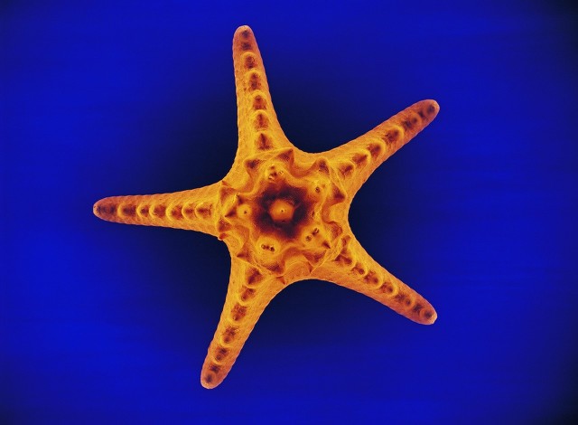 但如果有一天有一只海星能够成为星际征服者,那么荆棘王冠可能就是它