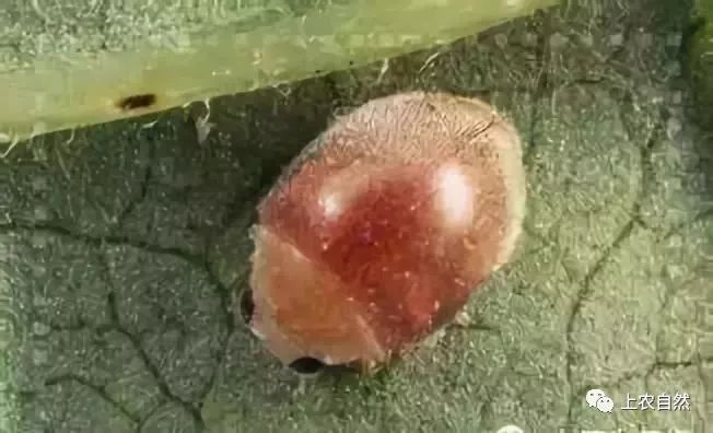 农田里的益虫大盘点