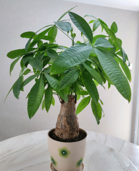 发财树长出的小苗怎么养新手必看图文