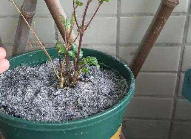 草木灰的正确使用方法（草木灰的正确使用方法人可以服用草木灰水吗）-大连信息网