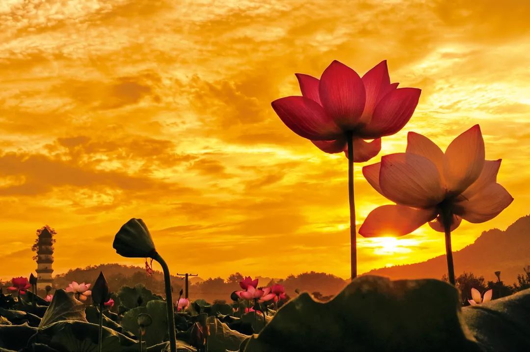 人到中年，我劝你别太拼，因为生命的本质是“享受”