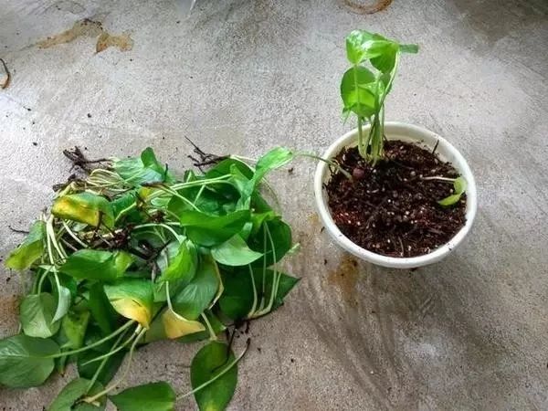 绿萝能不能晒太阳（为您解疑关于绿萝的几大误区）