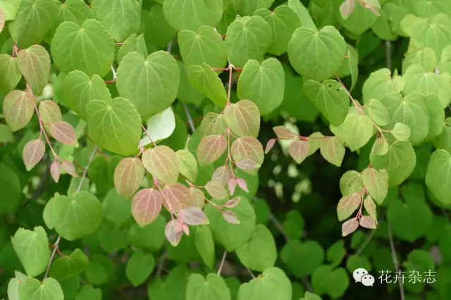 中国野花观花地点推荐