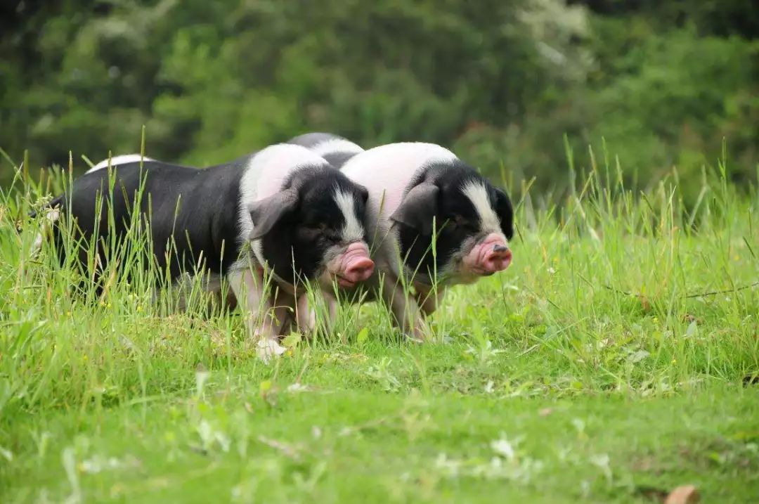 今日湖南香猪肉的做法_湖南香猪市场价多少钱一斤_云百科
