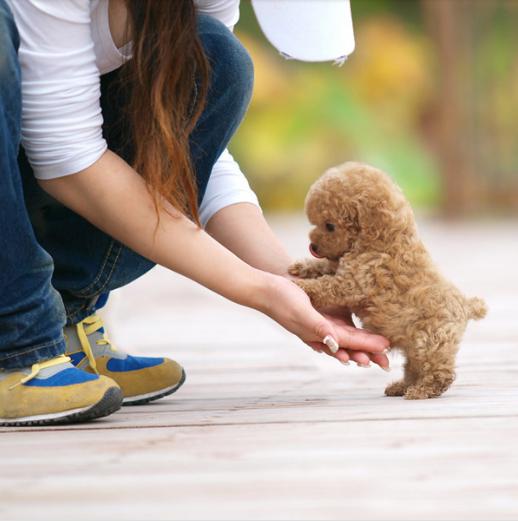 让我告诉你，一只纯种的“泰迪犬”大概多少钱，别买贵了