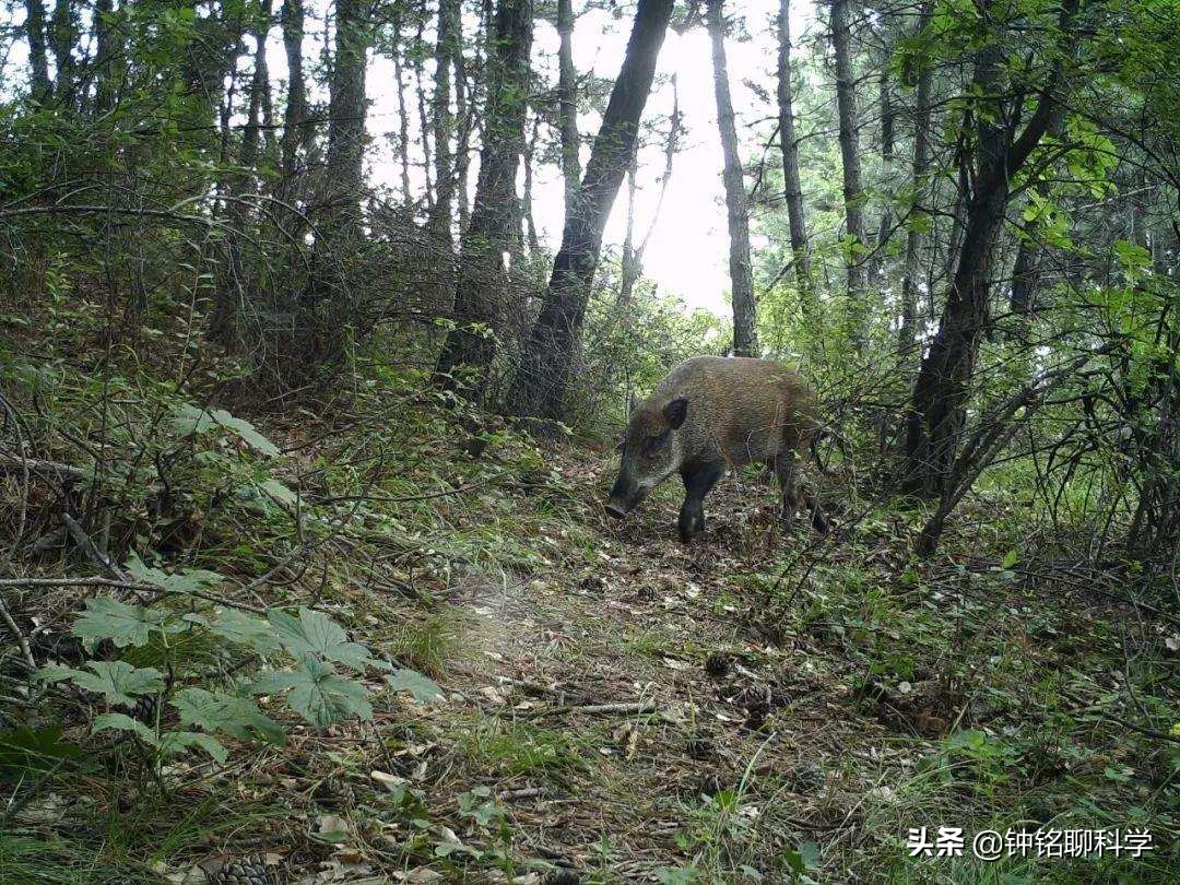 野豬怎么打,