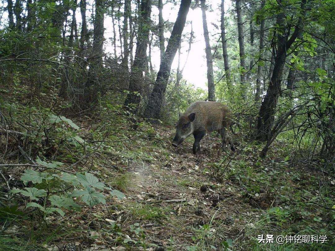 野猪怎么打,